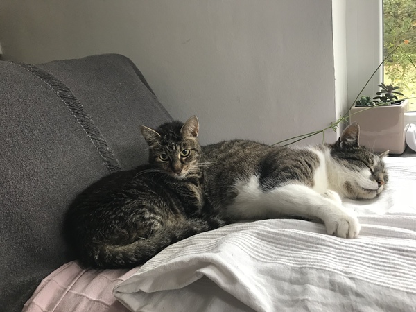 My beautiful Cat is dying