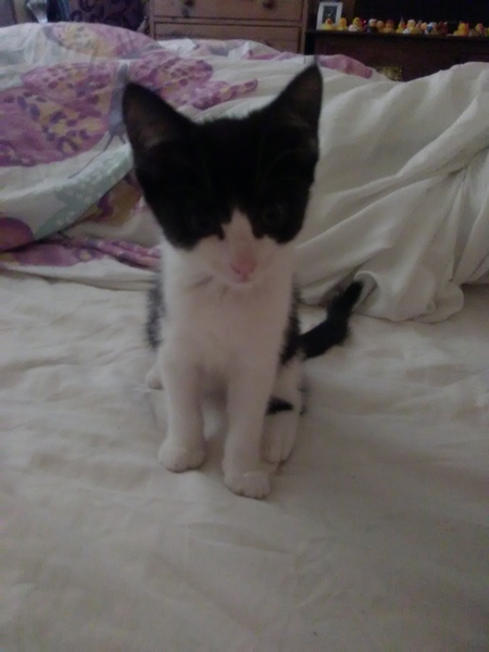 Show me your favourite pictures of your cats