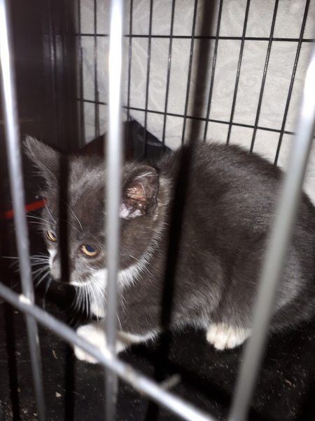 Anybody tamed a feral kitten?