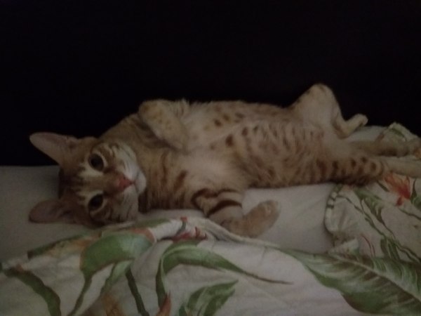 Look at this fine figure of a cat!