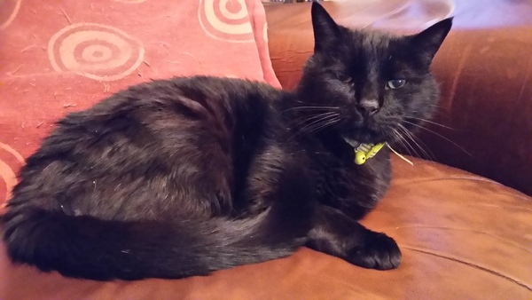 Anybody else living with an elderly adorable pita cat?