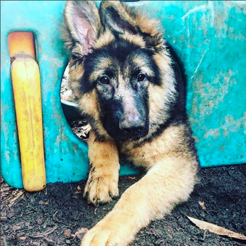 Puppy Survival Thread Part 6