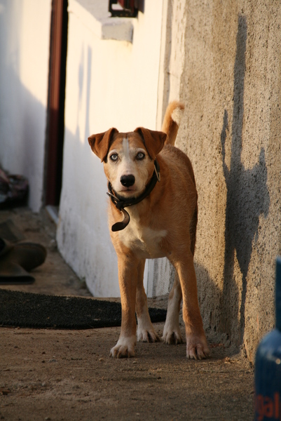 Who fancies sharing pics of their dogs?