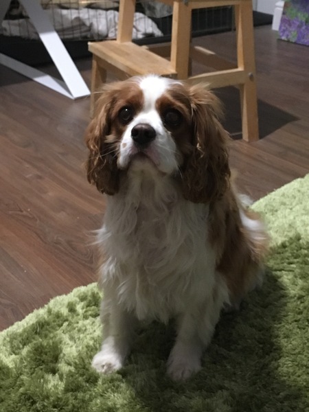 Doggie daycare in kennels. 6mo puppy?