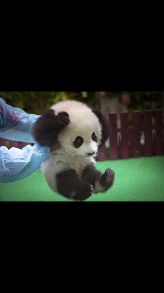 AIBU to be livid how dolphins are portrayed compared to how they are?