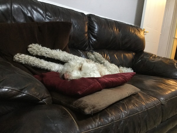 Who fancies sharing pics of their dogs?