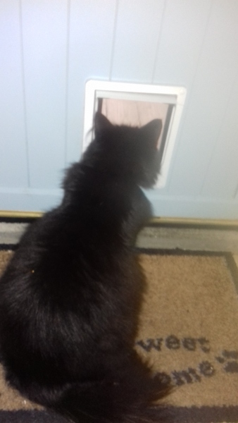 What's your DCat up to today? (Thread 7!)
