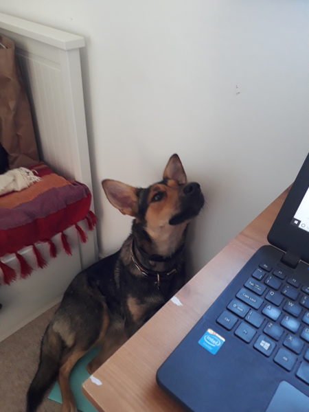 Who fancies sharing pics of their dogs?
