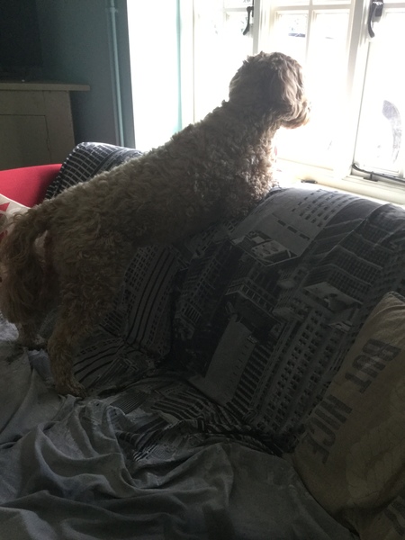 General Dog Chat Part III