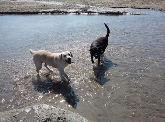 Labrador owners/experts. Please read...