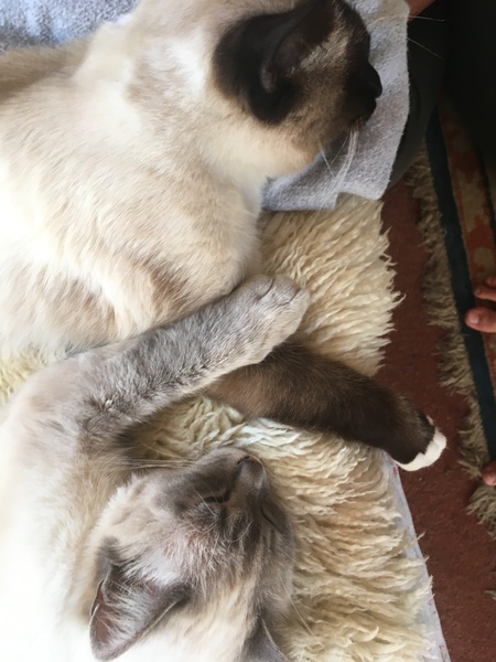 Show me your favourite pictures of your cats