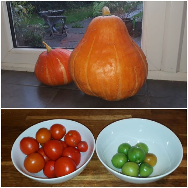 Allotment?Veg Patch Thread 13! Are we weathering the weather?