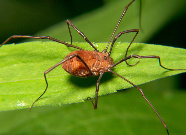 To say this is the biggest spider in the world WARNING spiders TRIGGER spiders
