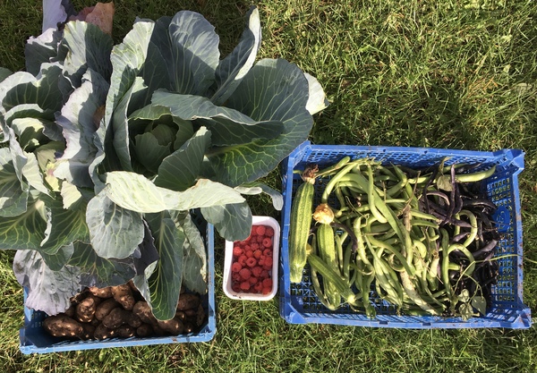 Allotment?Veg Patch Thread 13! Are we weathering the weather?