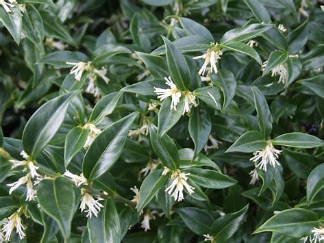 Plant identification help please