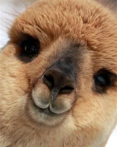 To ask what "emotional support animal" you would choose to bring on a plane (if allowed)