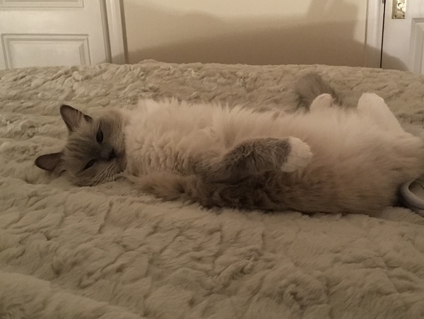 Show me your favourite pictures of your cats