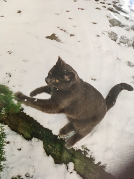 Is she a Russian Blue or have I been ripped off?