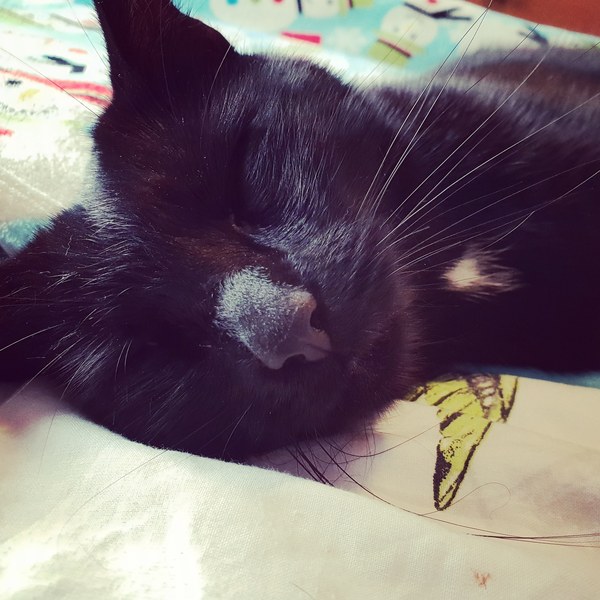 National Black Cat Day!