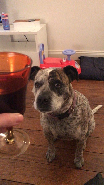Are your pets employed?