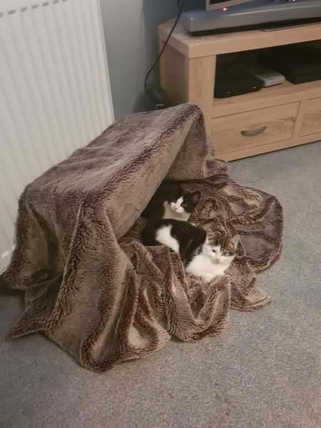 Rspca home check. Nervously waiting!