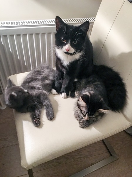 Show me your favourite pictures of your cats