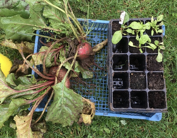 Allotment?Veg Patch Thread 13! Are we weathering the weather?