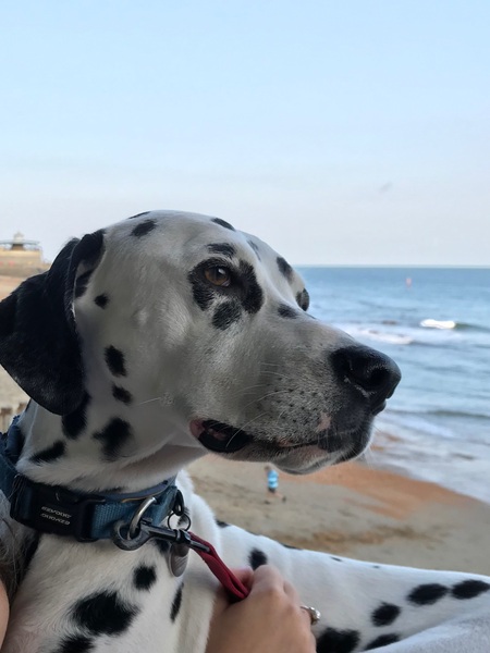 Dalmatian names