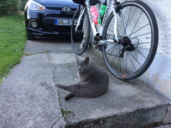 Is she a Russian Blue or have I been ripped off?