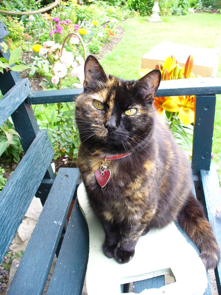 Missing our lovely cat