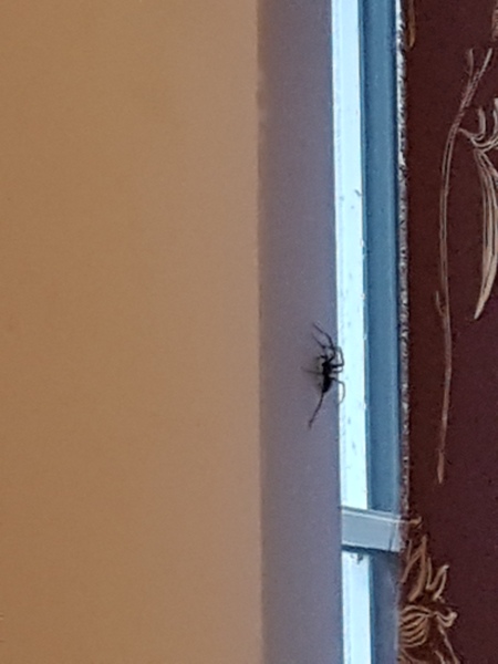 To be terrified that spider season is here