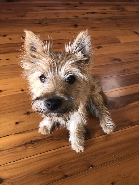 Who fancies sharing pics of their dogs?