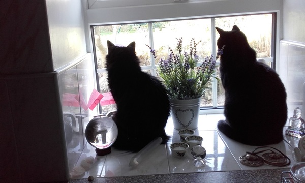 Any Witches Here Part 4 [Edited by MNHQ]