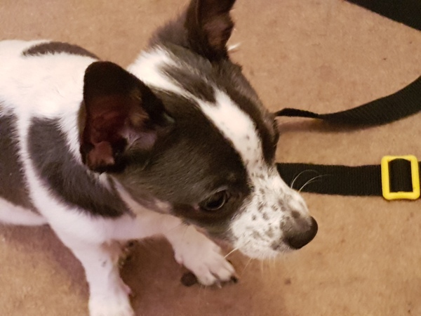 To wonder why anyone would buy a puppy through gumtree or the like?