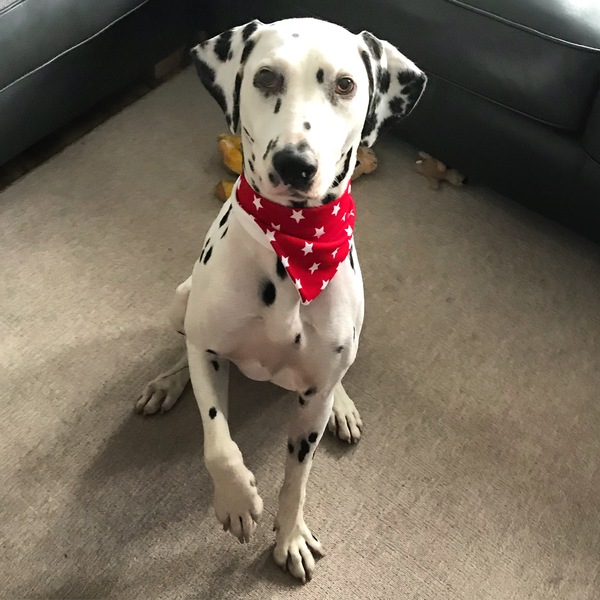 Dalmatian names