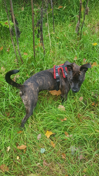 Adolescent Dog Survival thread anyone?