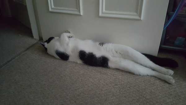 Look at this fine figure of a cat!