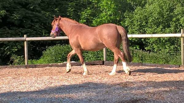 Pedigree tracing