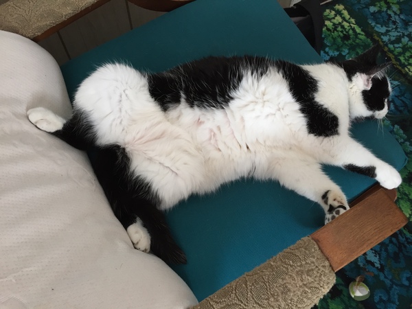 Look at this fine figure of a cat!