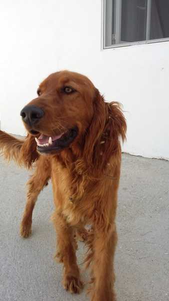 Who fancies sharing pics of their dogs?