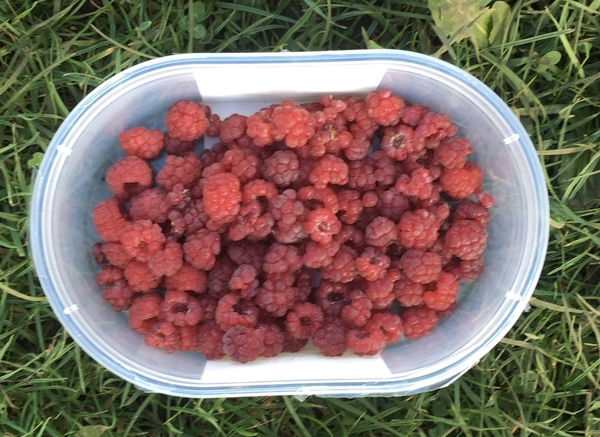 Allotment?Veg Patch Thread 13! Are we weathering the weather?