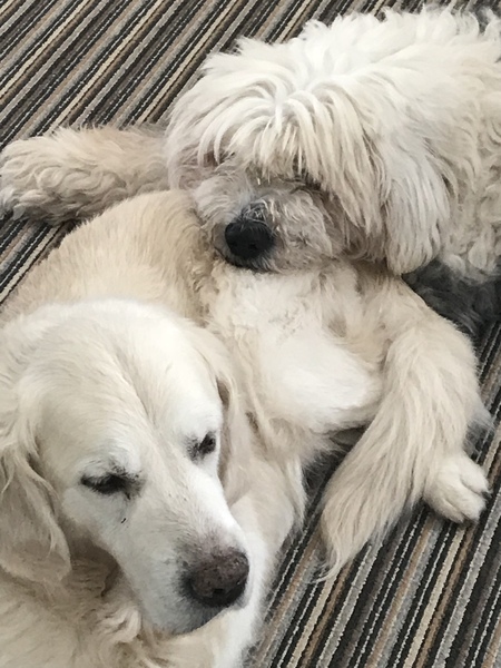 Who fancies sharing pics of their dogs?
