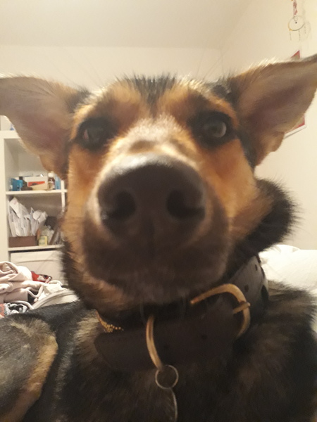 Adolescent Dog Survival thread anyone?