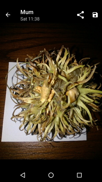 Can you identify these nuts?