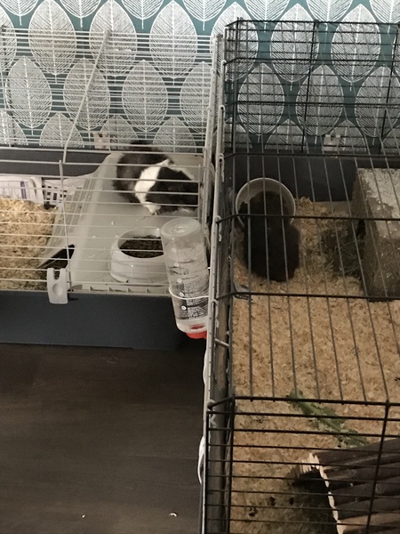 Help me with my two grumpy guinea pigs who keep fighting...!