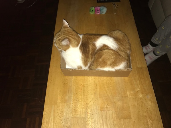 Missing our lovely cat