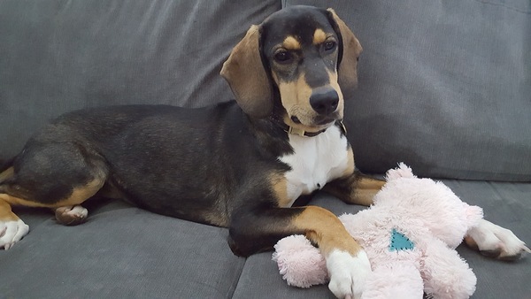 Doggy DNA/ Any guesses? UPDATE: The results are in! **Title edited by MNHQ**