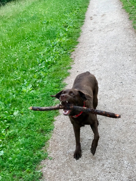 Labrador owners/experts. Please read...
