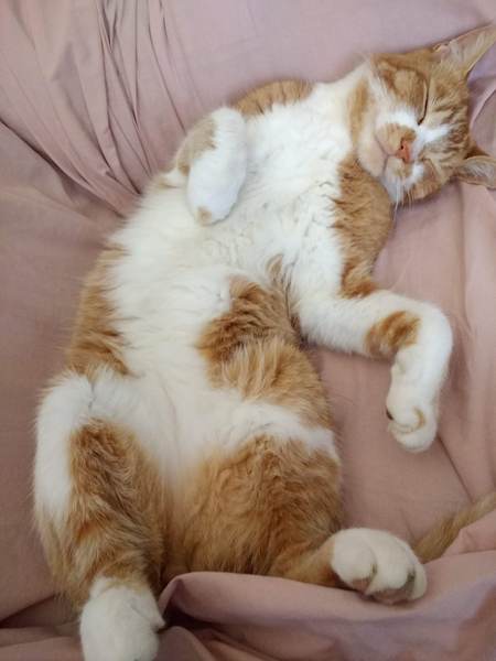 Fin you have a ginger cat, what’s his personality?
