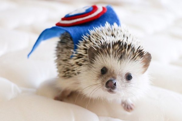 To ask what "emotional support animal" you would choose to bring on a plane (if allowed)